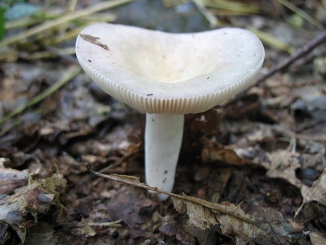 2007 05 Myco avec la SMF 02